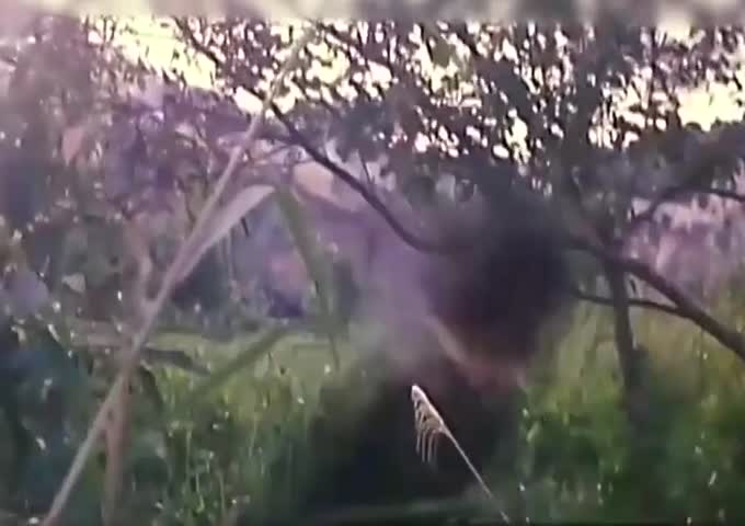《色降2之血玫瑰》